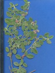 Indigofera flavicans