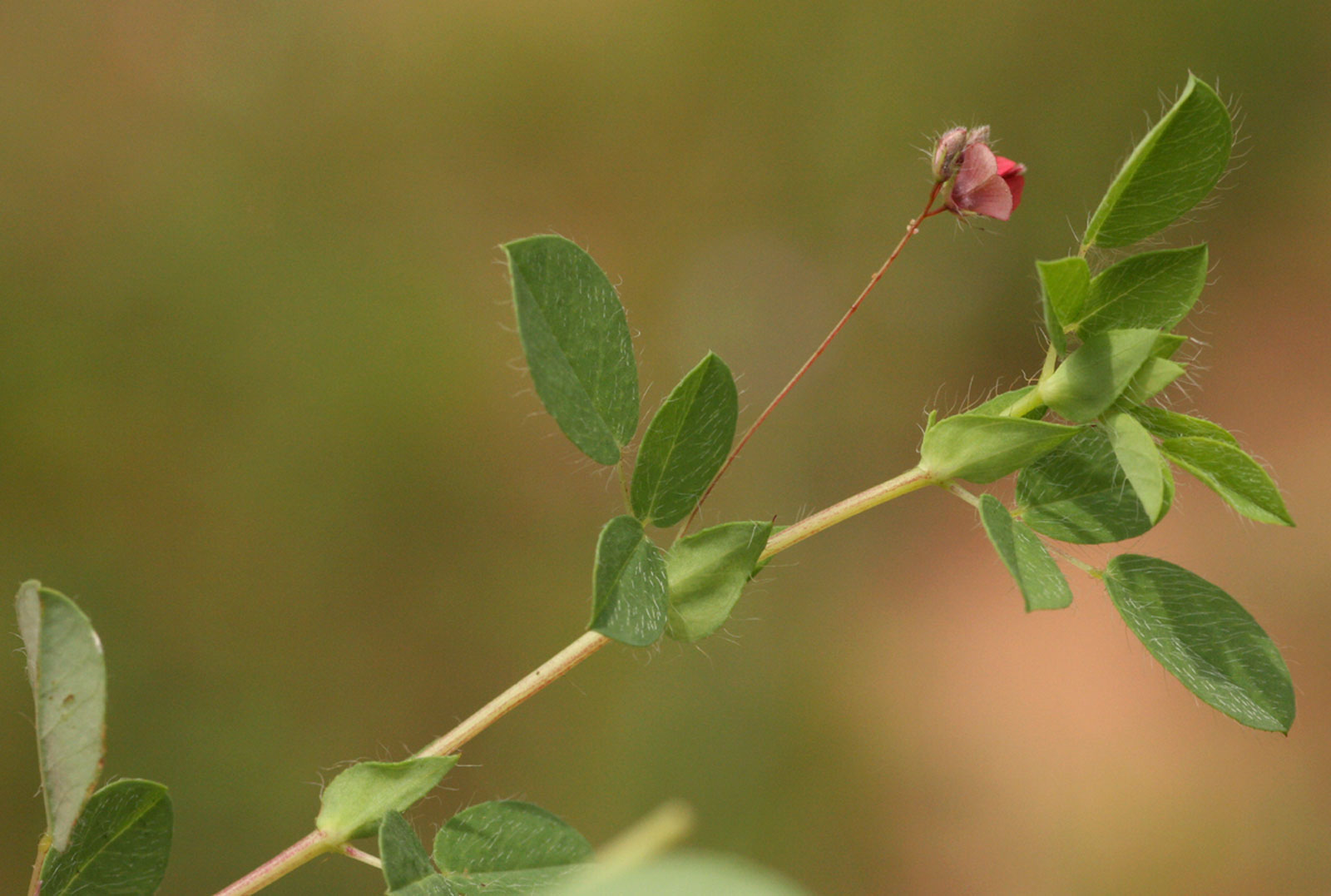Indigofera gairdnerae