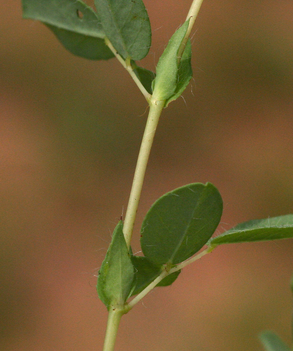 Indigofera gairdnerae