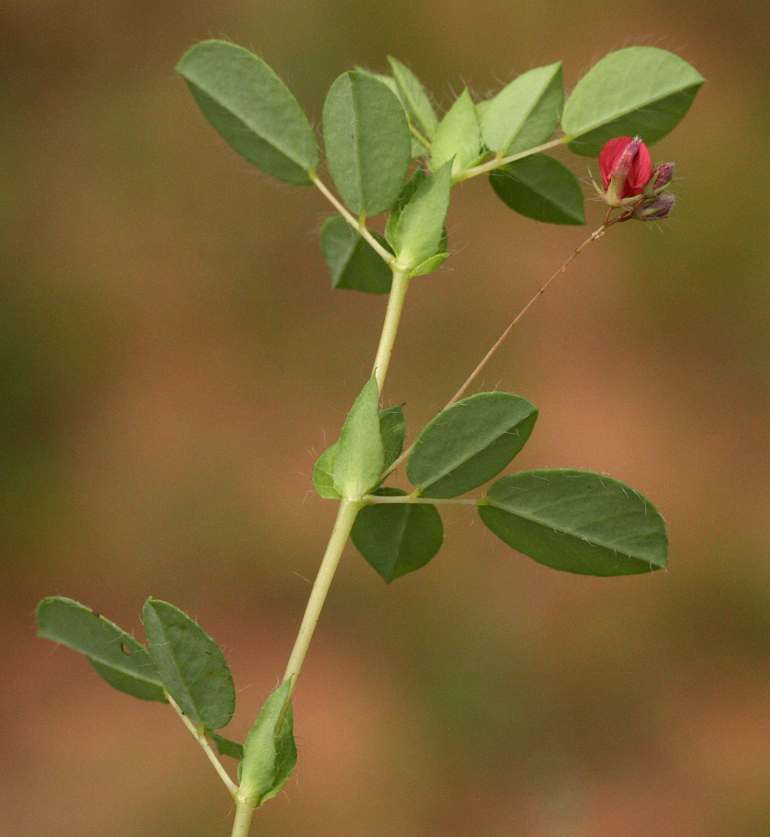 Indigofera gairdnerae