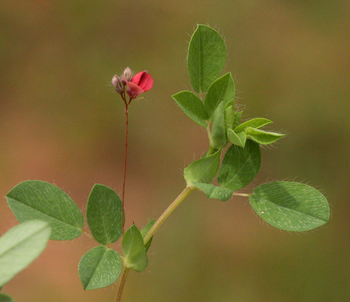Indigofera gairdnerae