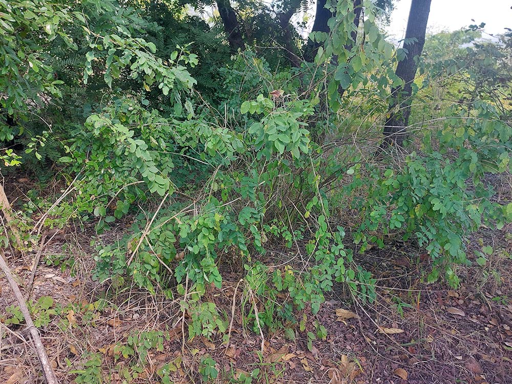 Indigofera garckeana Indigofera garckeana