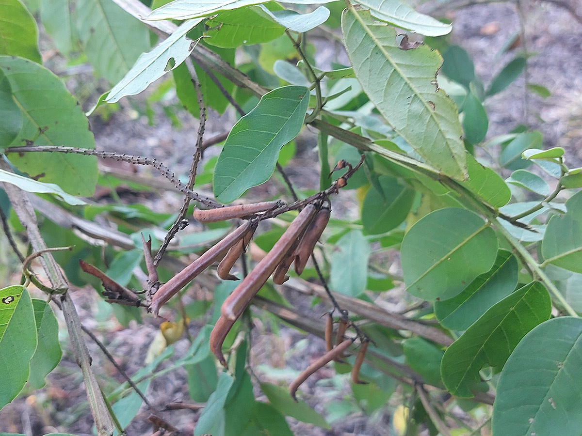 Indigofera garckeana Indigofera garckeana