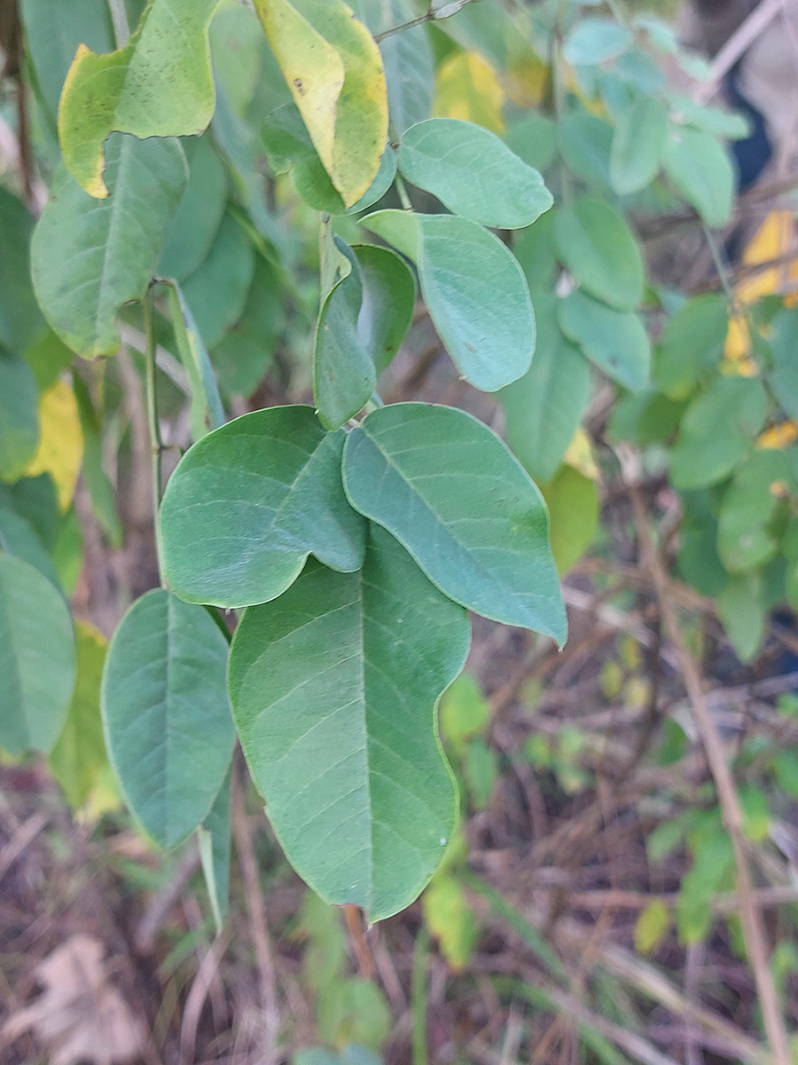 Indigofera garckeana Indigofera garckeana