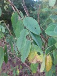 Indigofera garckeana