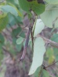 Indigofera garckeana