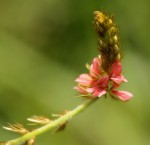 Indigofera hirsuta