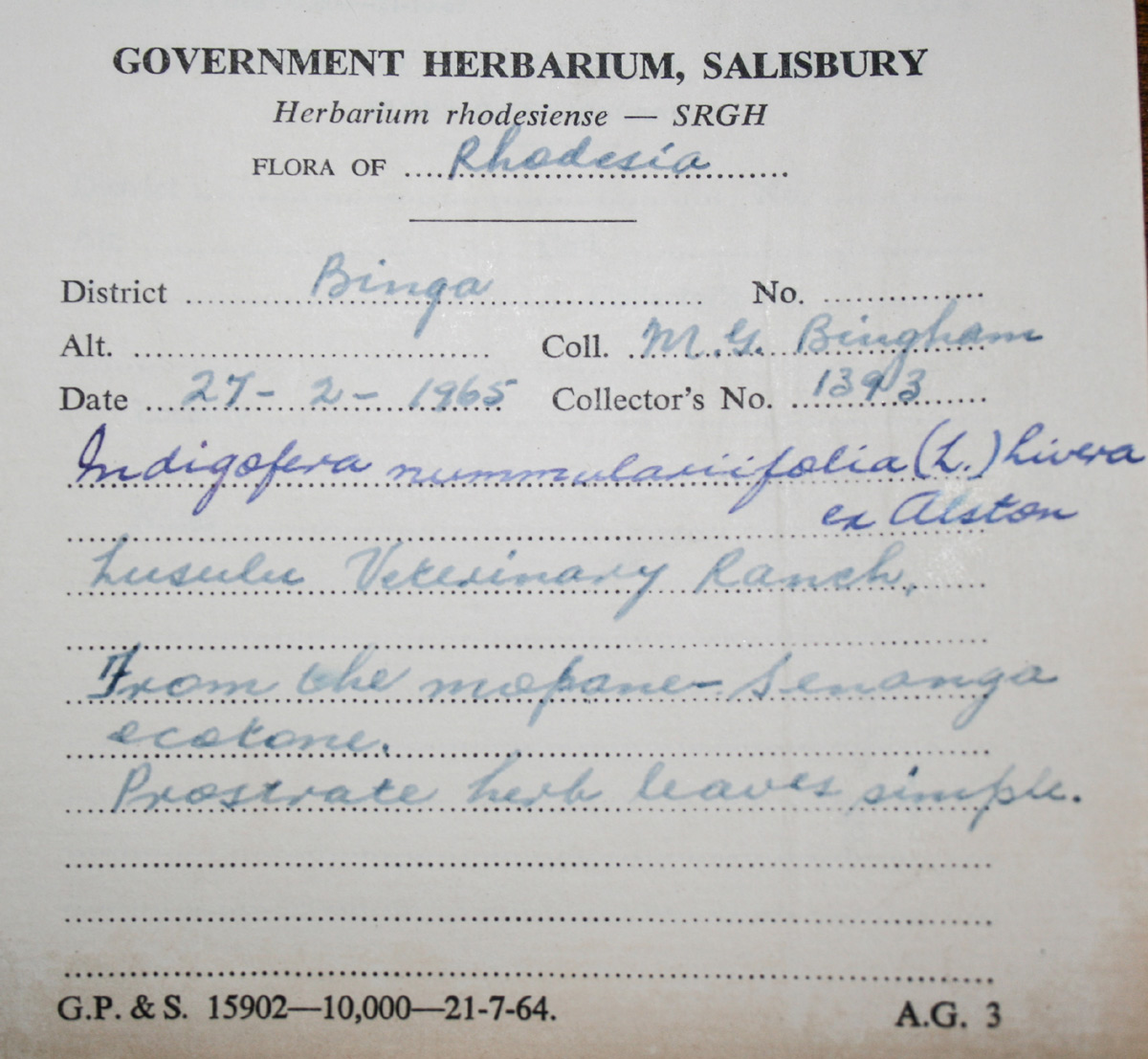 Indigofera nummulariifolia