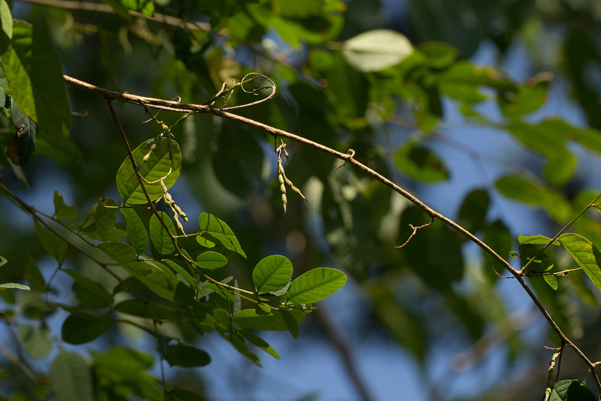 Indigofera ormocarpoides Indigofera ormocarpoides