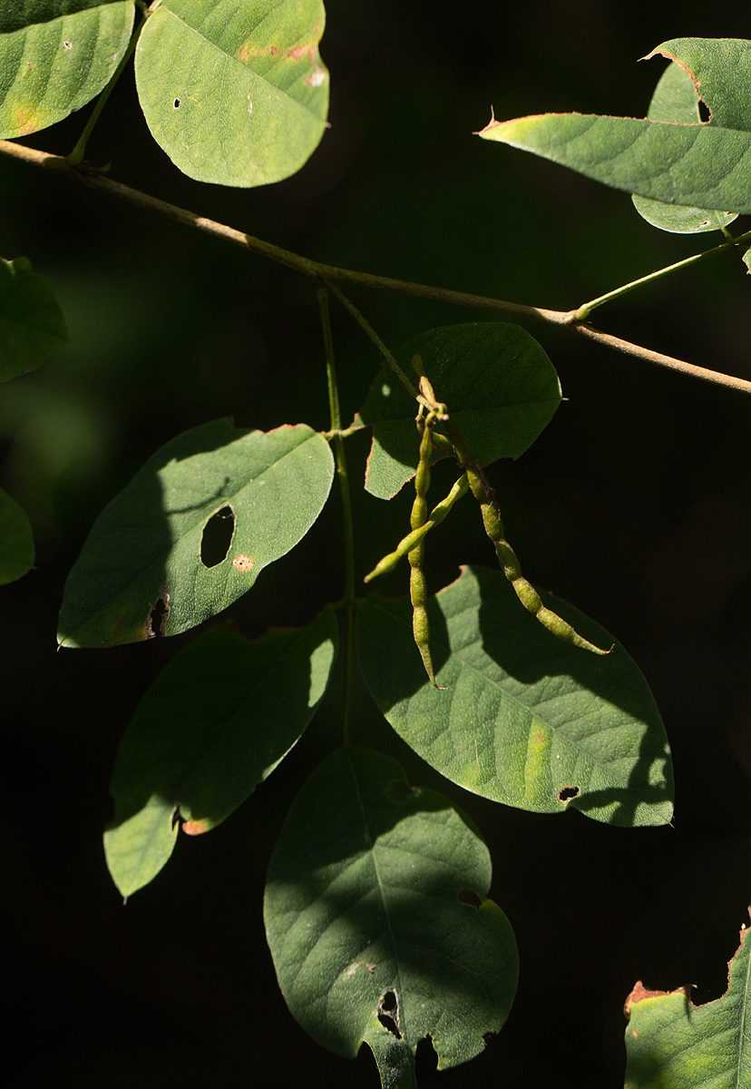Indigofera ormocarpoides