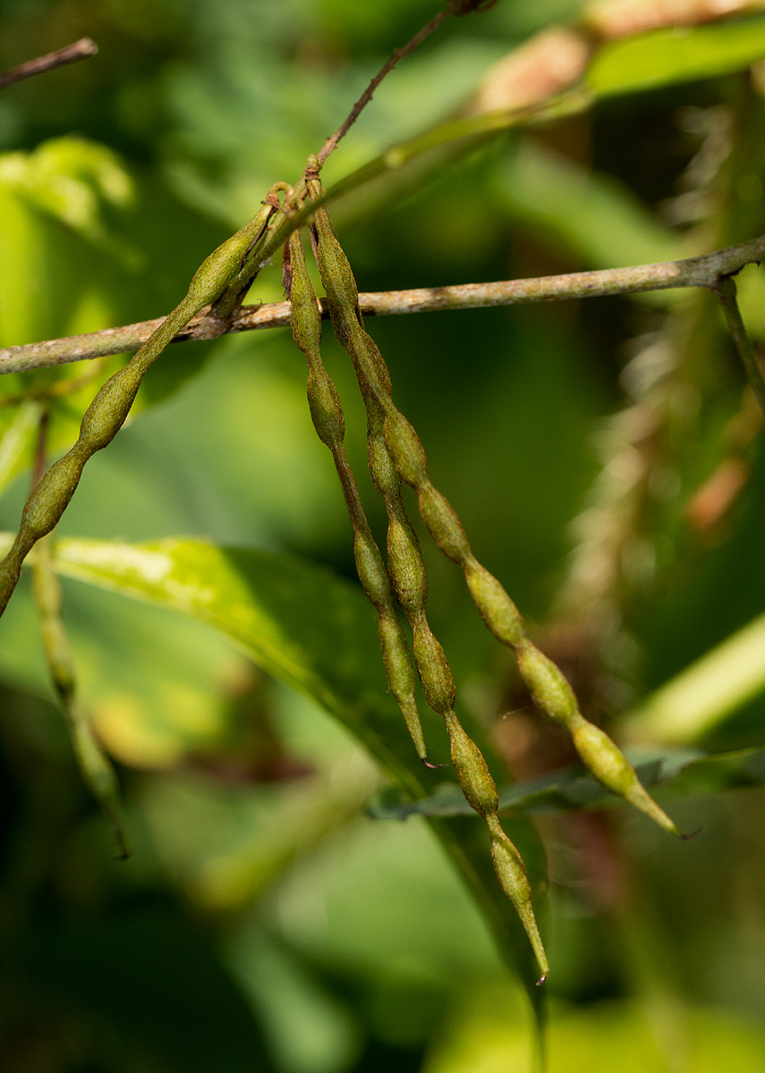 Indigofera ormocarpoides