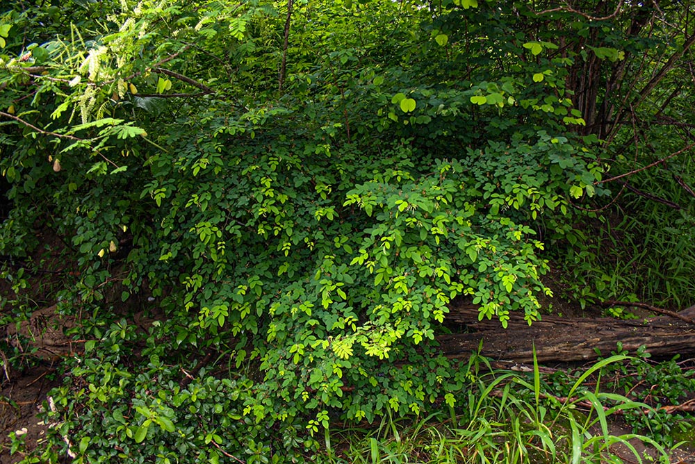 Indigofera ormocarpoides Indigofera ormocarpoides