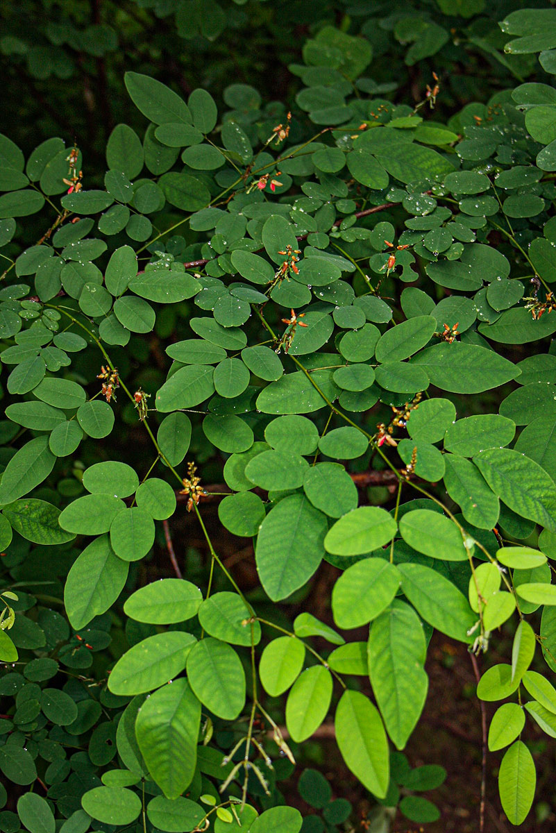 Indigofera ormocarpoides Indigofera ormocarpoides