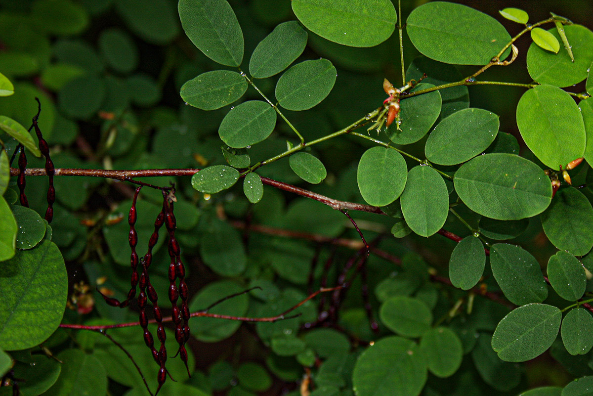 Indigofera ormocarpoides