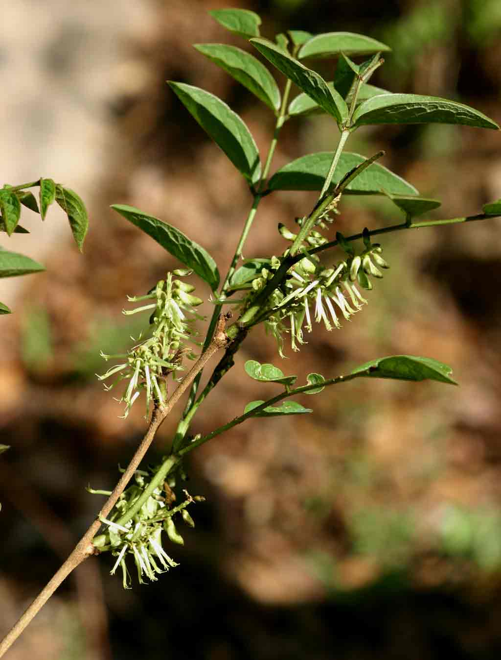 Indigofera rhynchocarpa