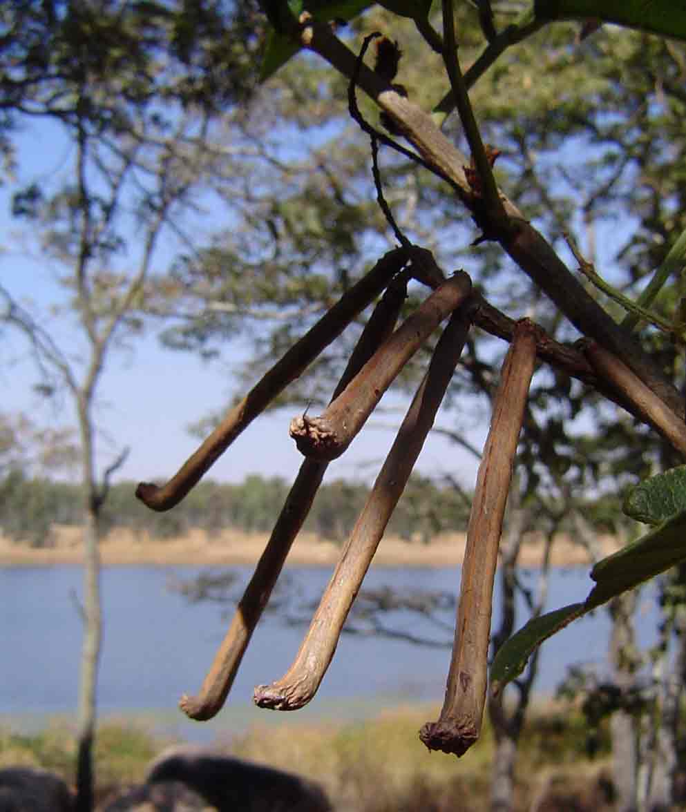 Indigofera rhynchocarpa