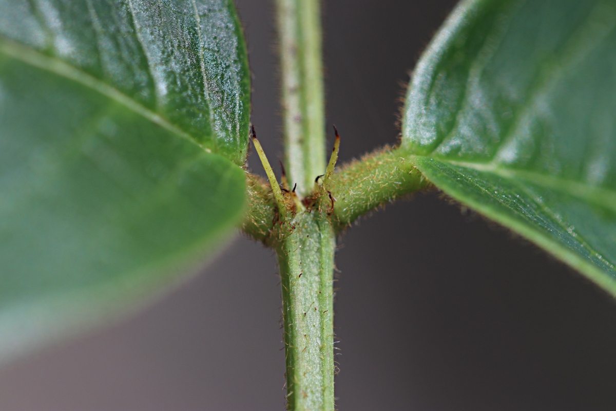 Indigofera rhynchocarpa