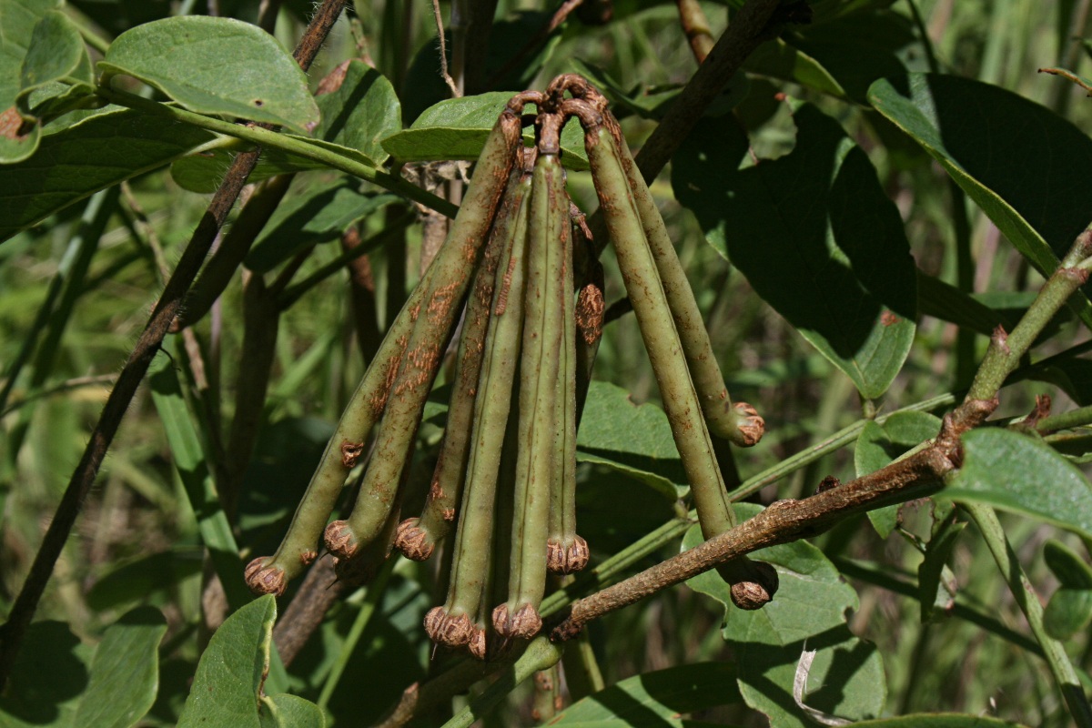 Indigofera rhynchocarpa Indigofera rhynchocarpa