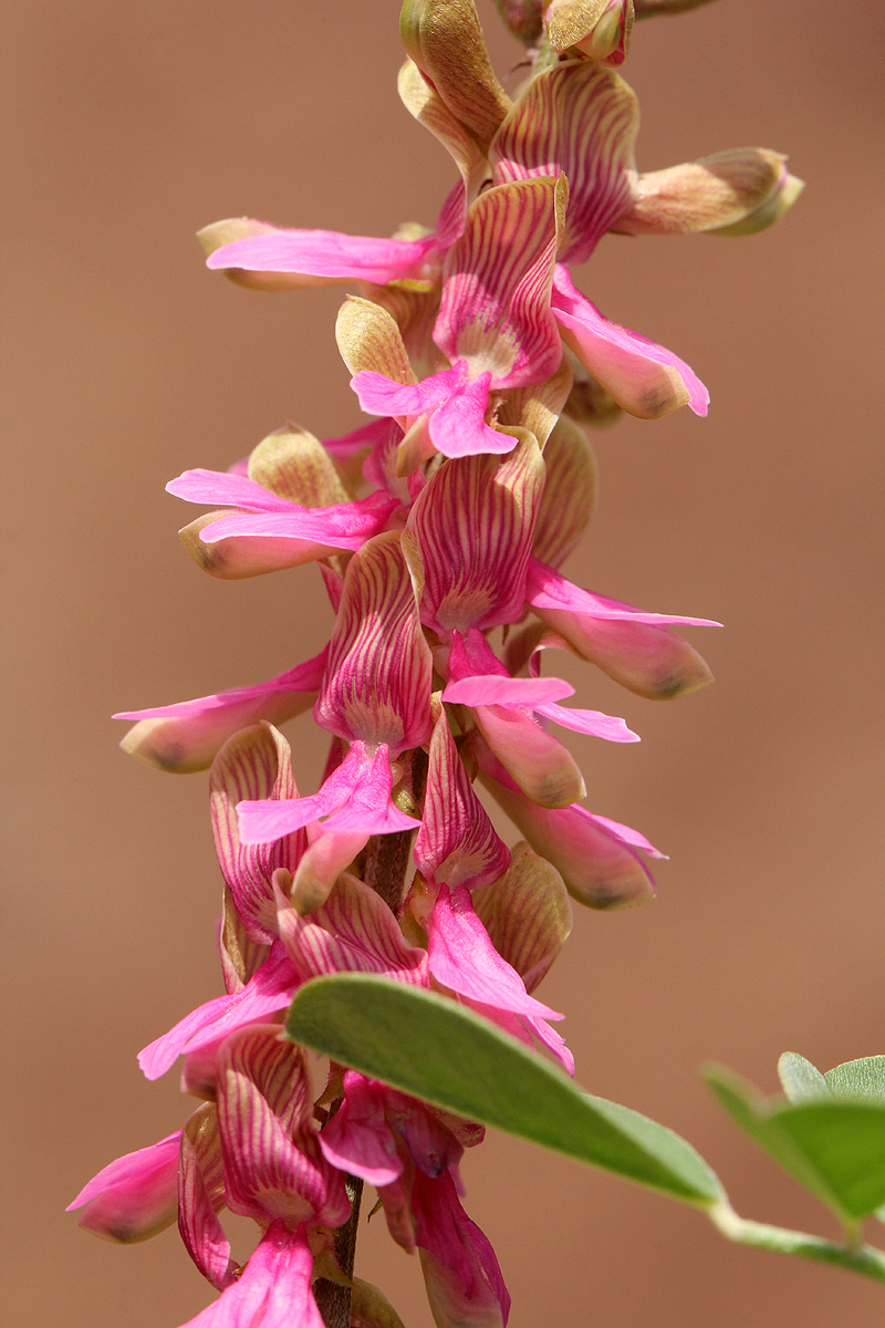 Indigofera schimperi var. schimperi