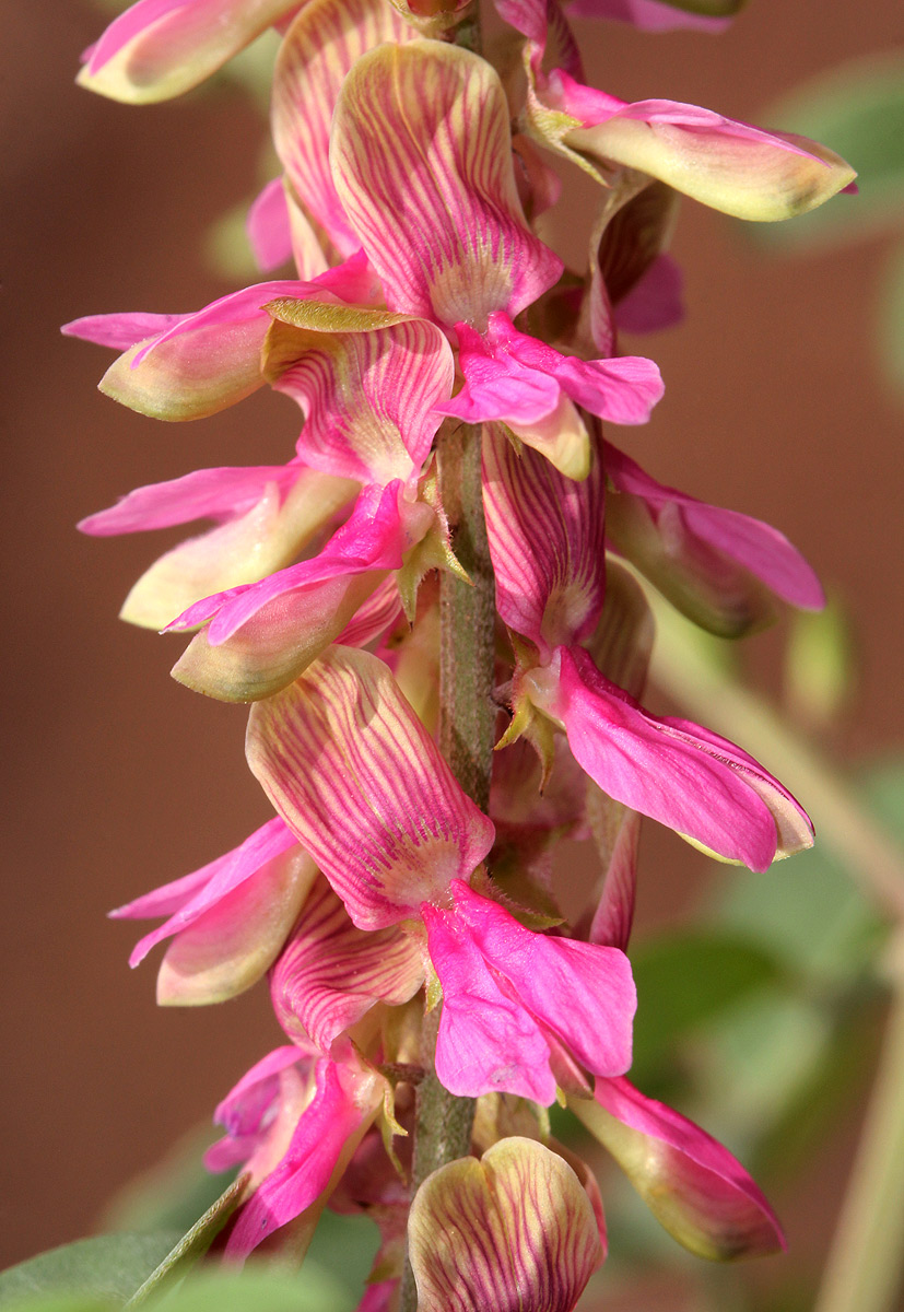 Indigofera schimperi var. schimperi