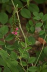 Indigofera schimperi var. schimperi