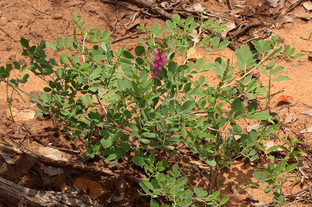 Indigofera schimperi var. schimperi