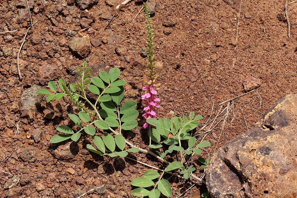 Indigofera schimperi var. schimperi