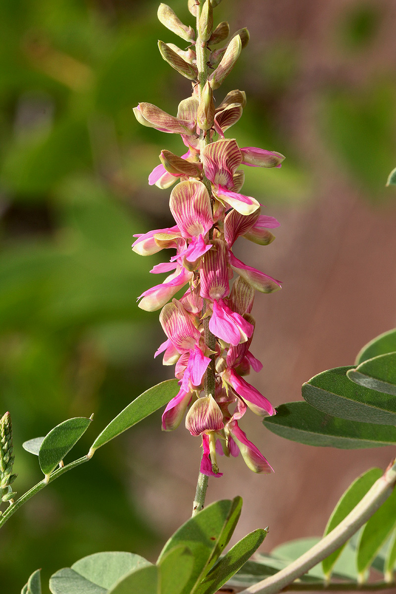 Indigofera schimperi var. schimperi