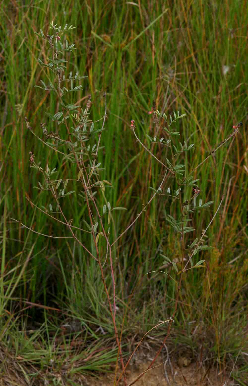 Indigofera setiflora var. setiflora