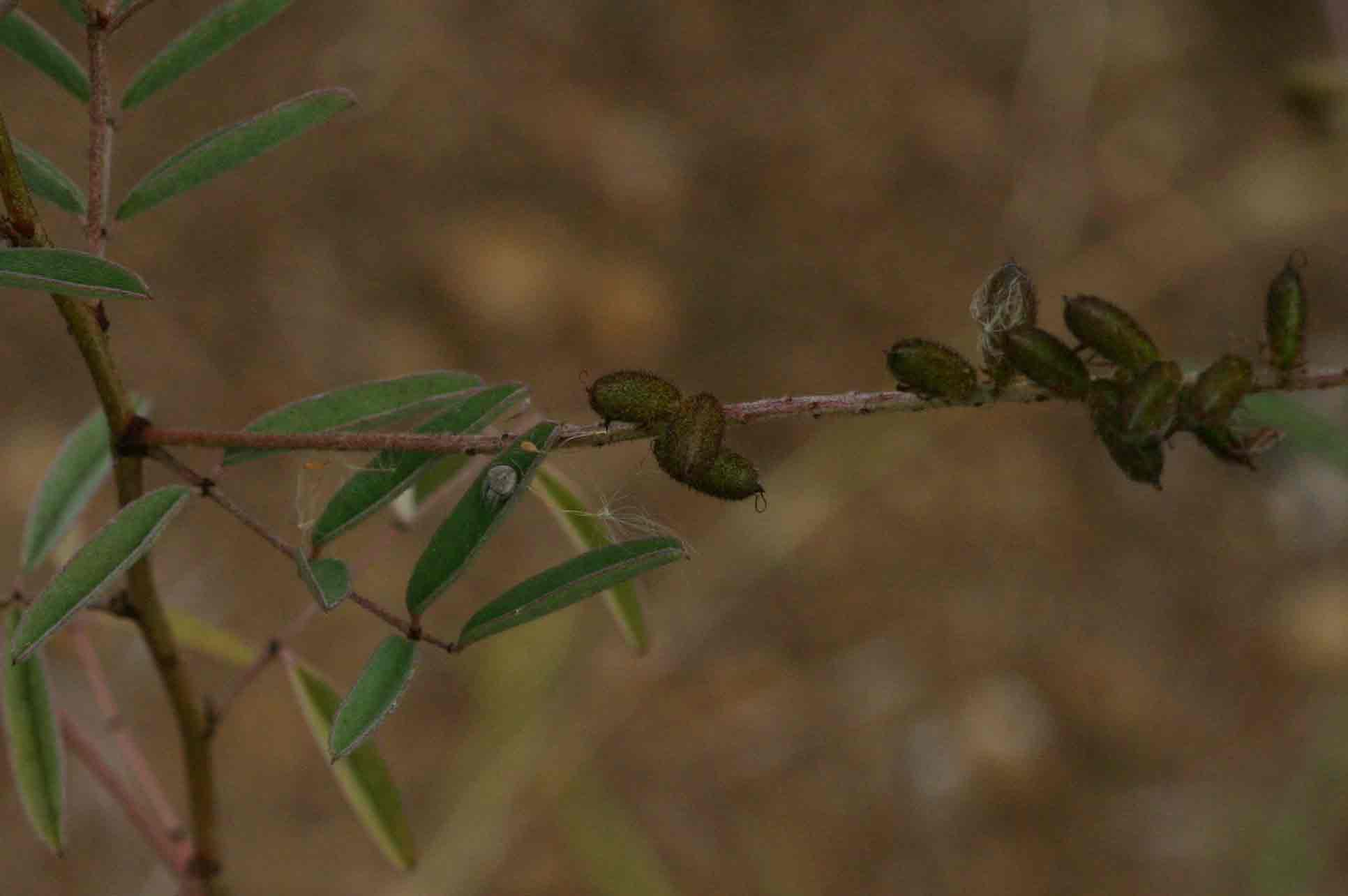 Indigofera setiflora var. setiflora