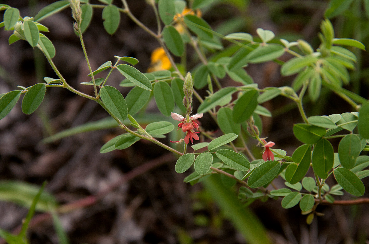 Indigofera setiflora var. setiflora