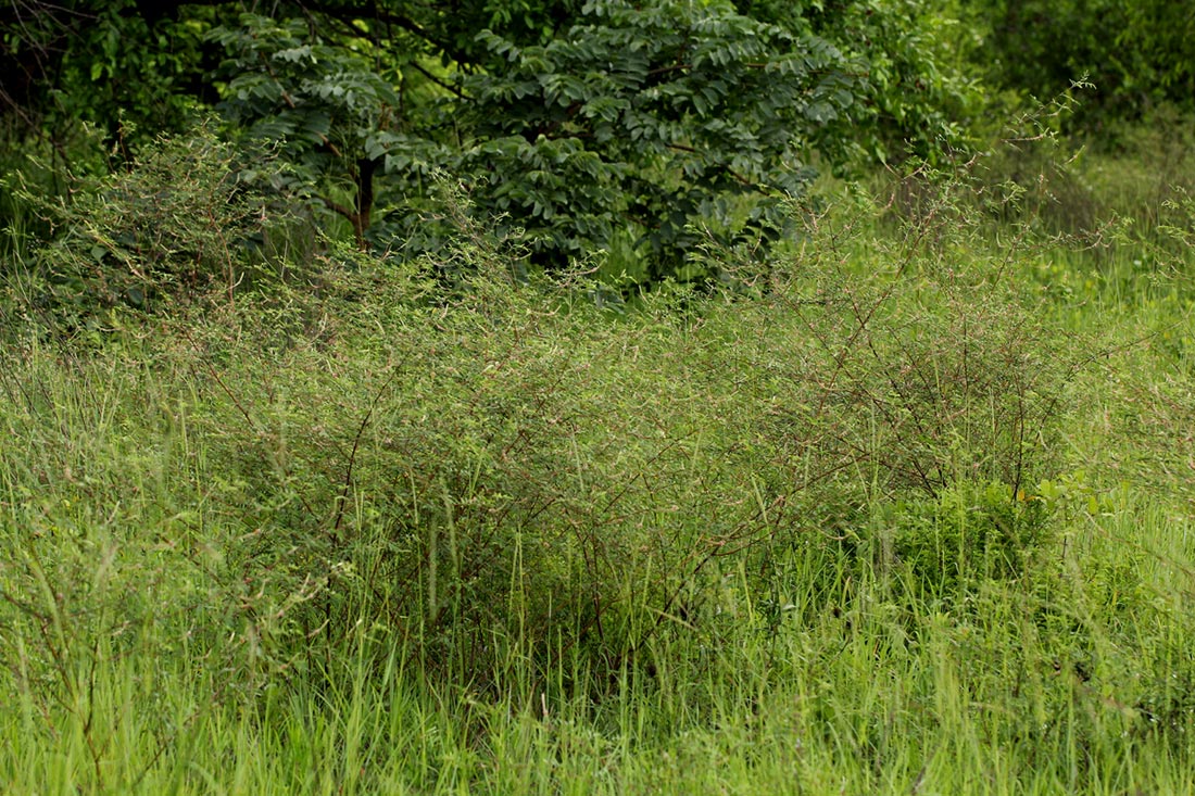 Indigofera setiflora var. setiflora