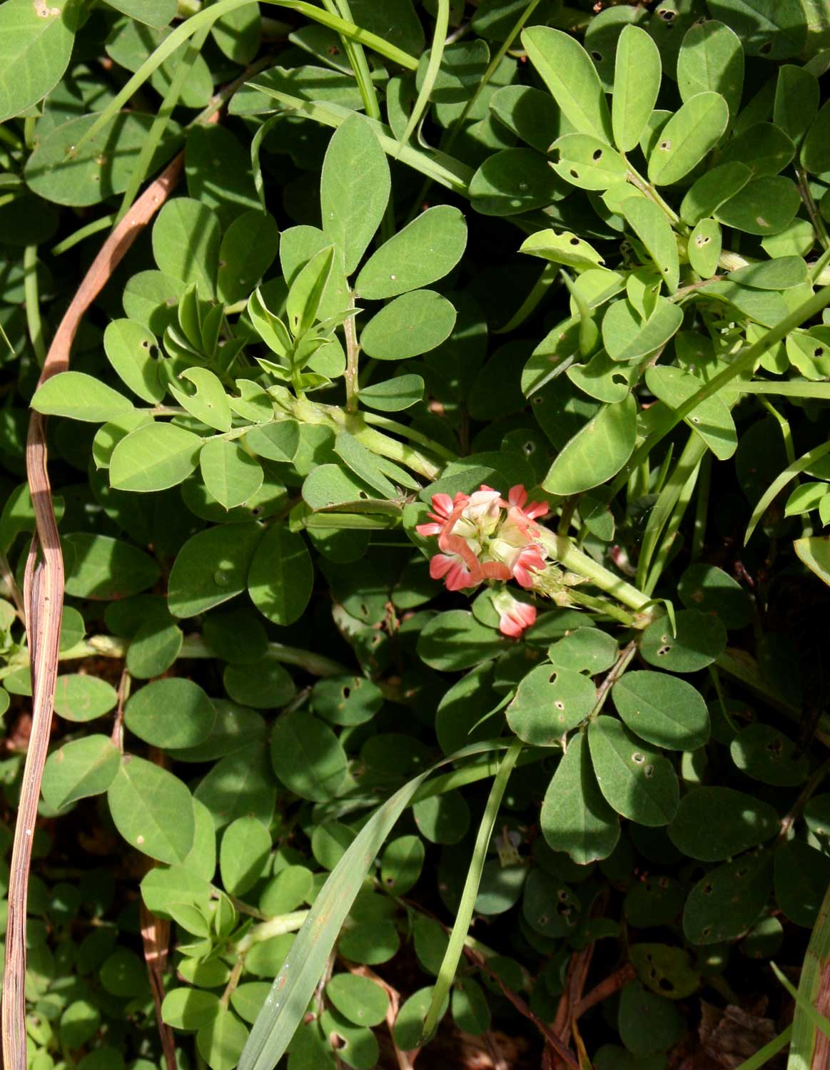 Indigofera spicata
