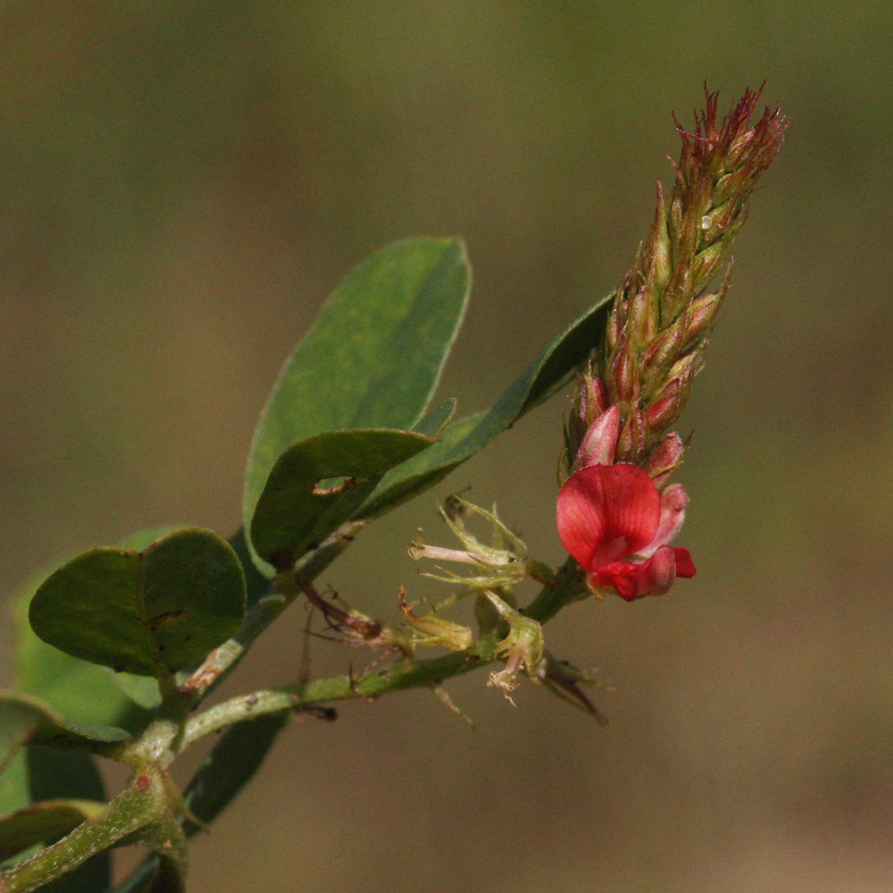 Indigofera spicata