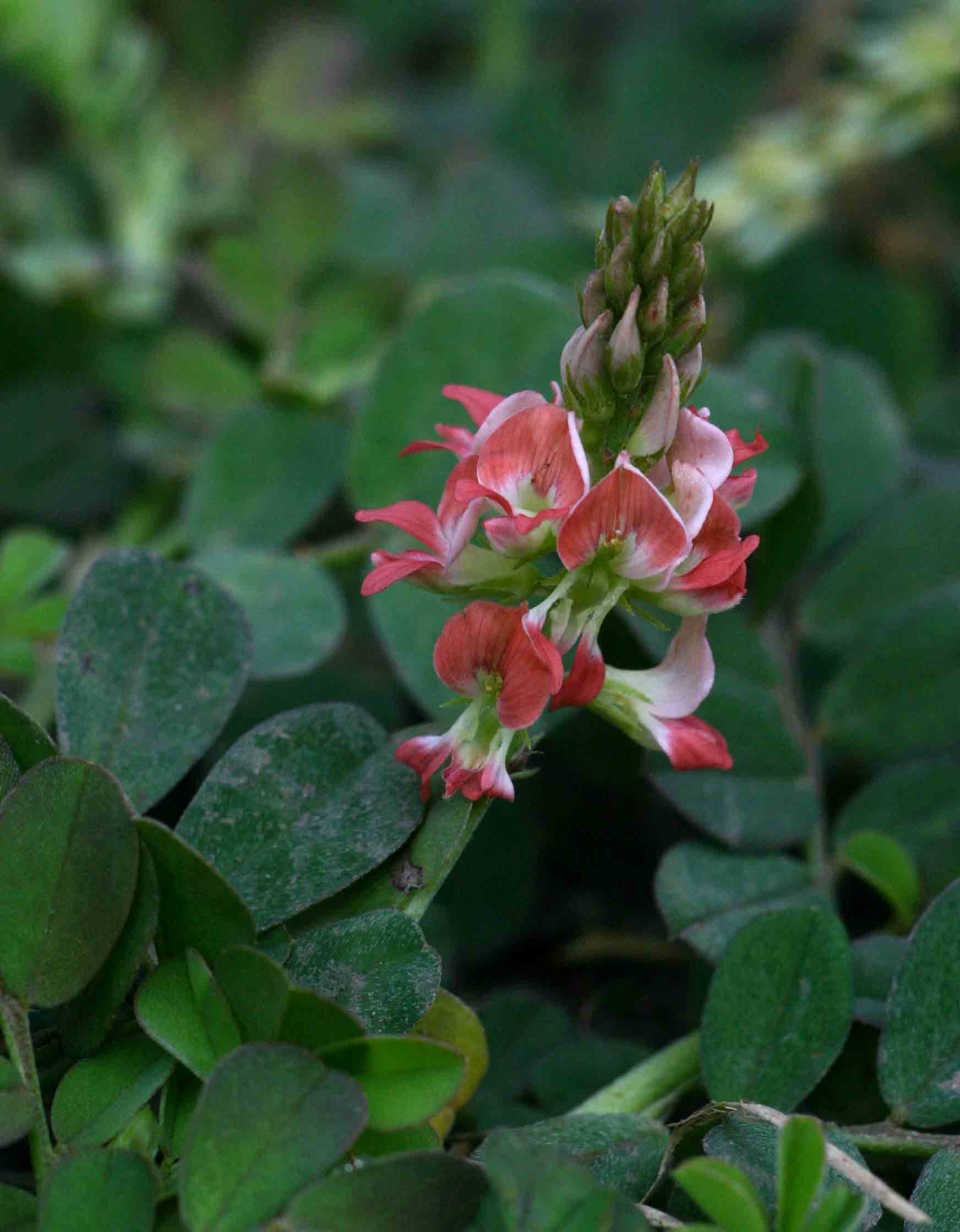 Indigofera spicata