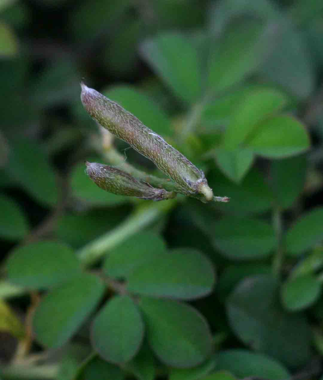 Indigofera spicata