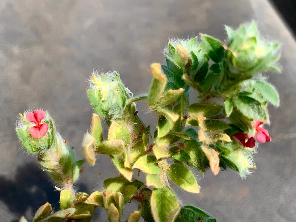 Indigofera strobilifera subsp. strobilifera