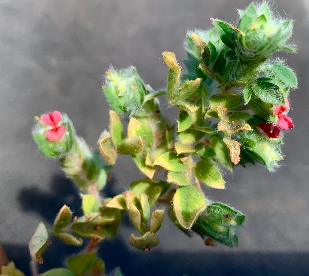 Indigofera strobilifera subsp. strobilifera Indigofera strobilifera subsp. strobilifera