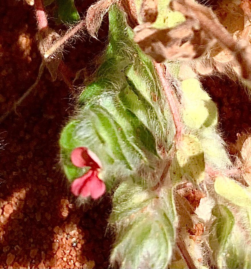 Indigofera strobilifera subsp. strobilifera Indigofera strobilifera subsp. strobilifera