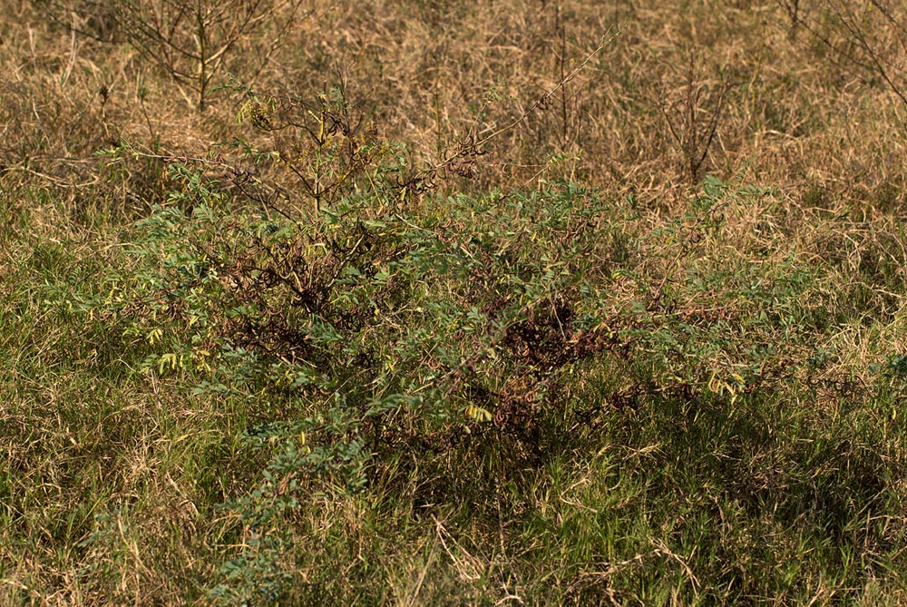 Indigofera tinctoria var. arcuata