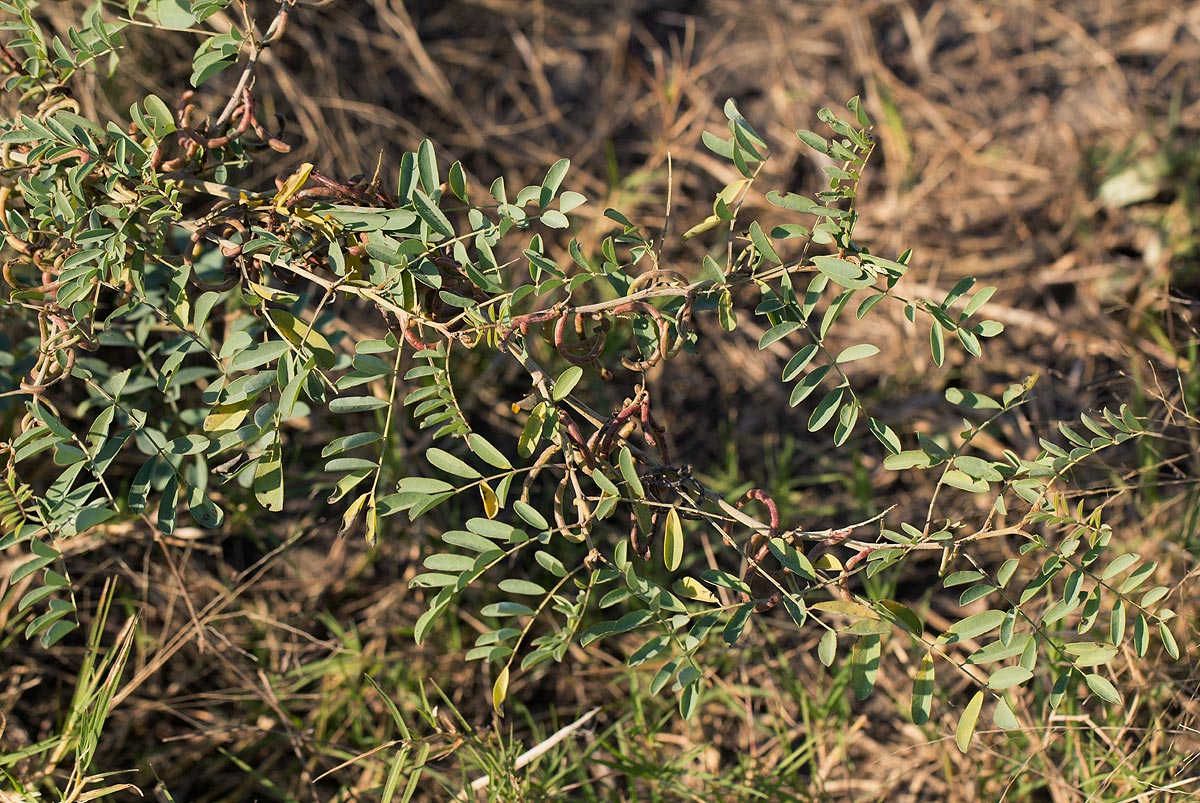 Indigofera tinctoria var. arcuata