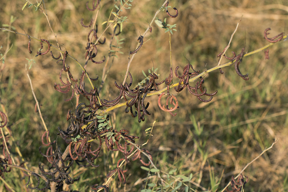 Indigofera tinctoria var. arcuata