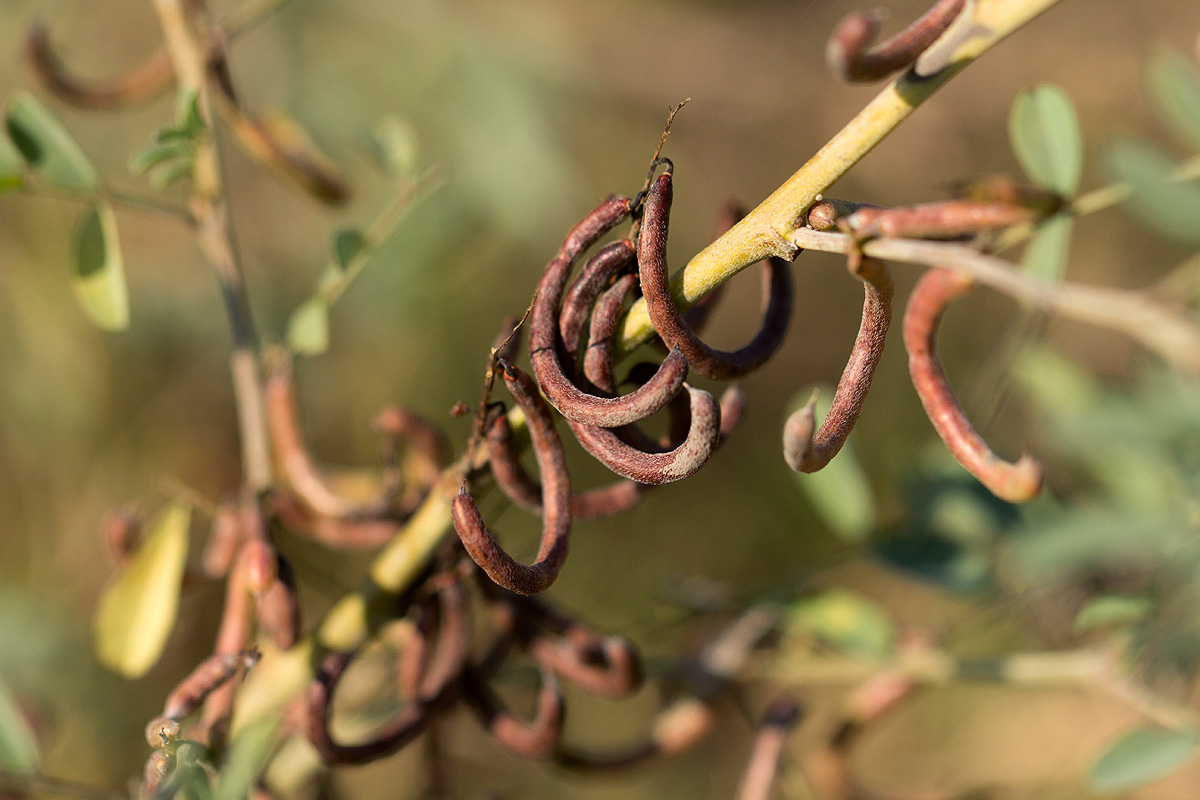 Indigofera tinctoria var. arcuata