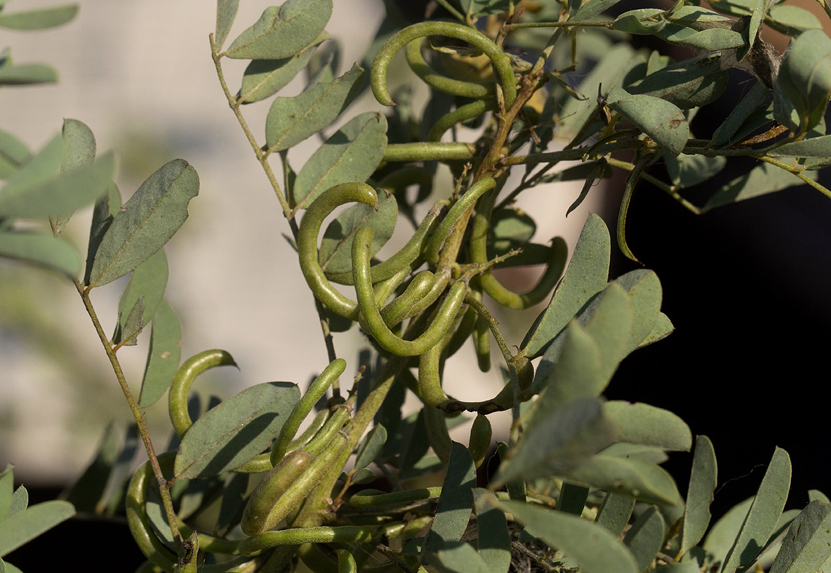 Indigofera tinctoria var. arcuata