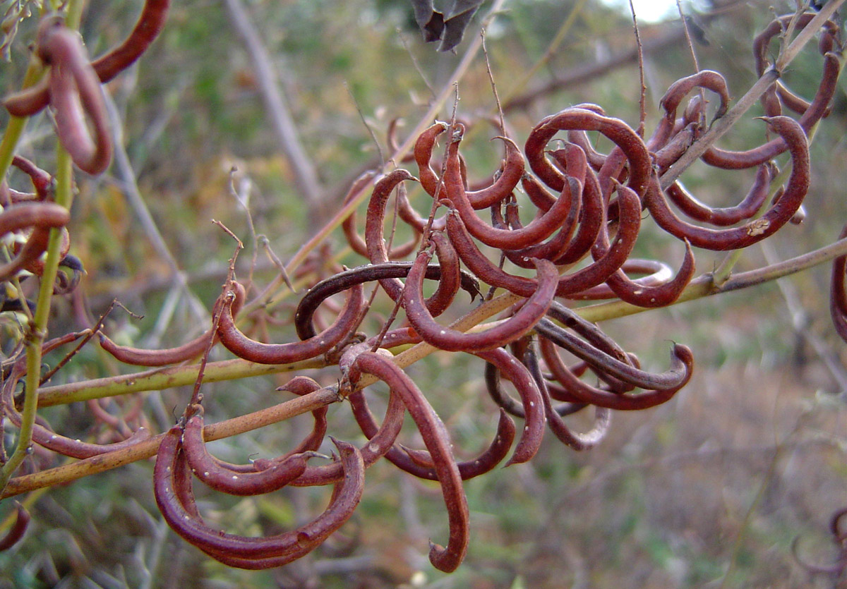 Indigofera tinctoria var. arcuata