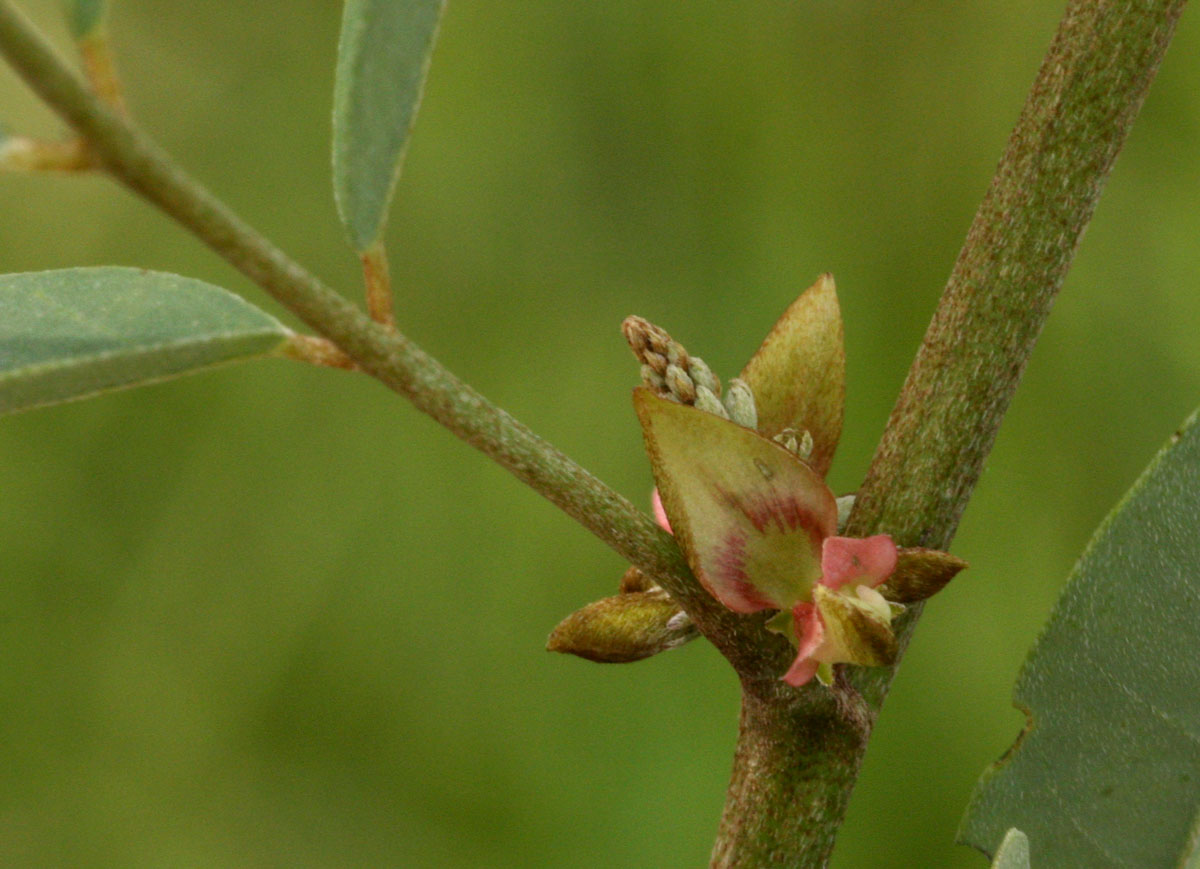 Indigofera tinctoria var. arcuata