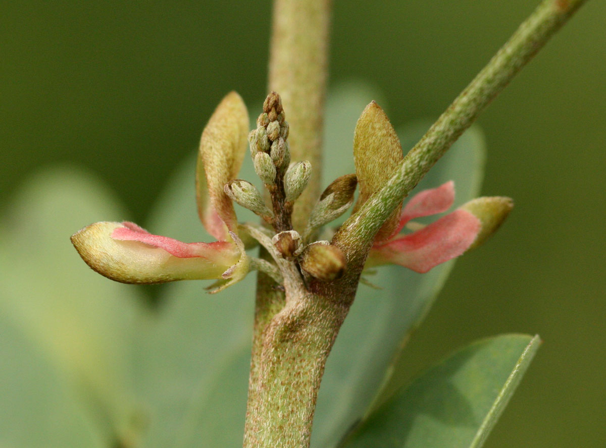 Indigofera tinctoria var. arcuata Indigofera tinctoria var. arcuata