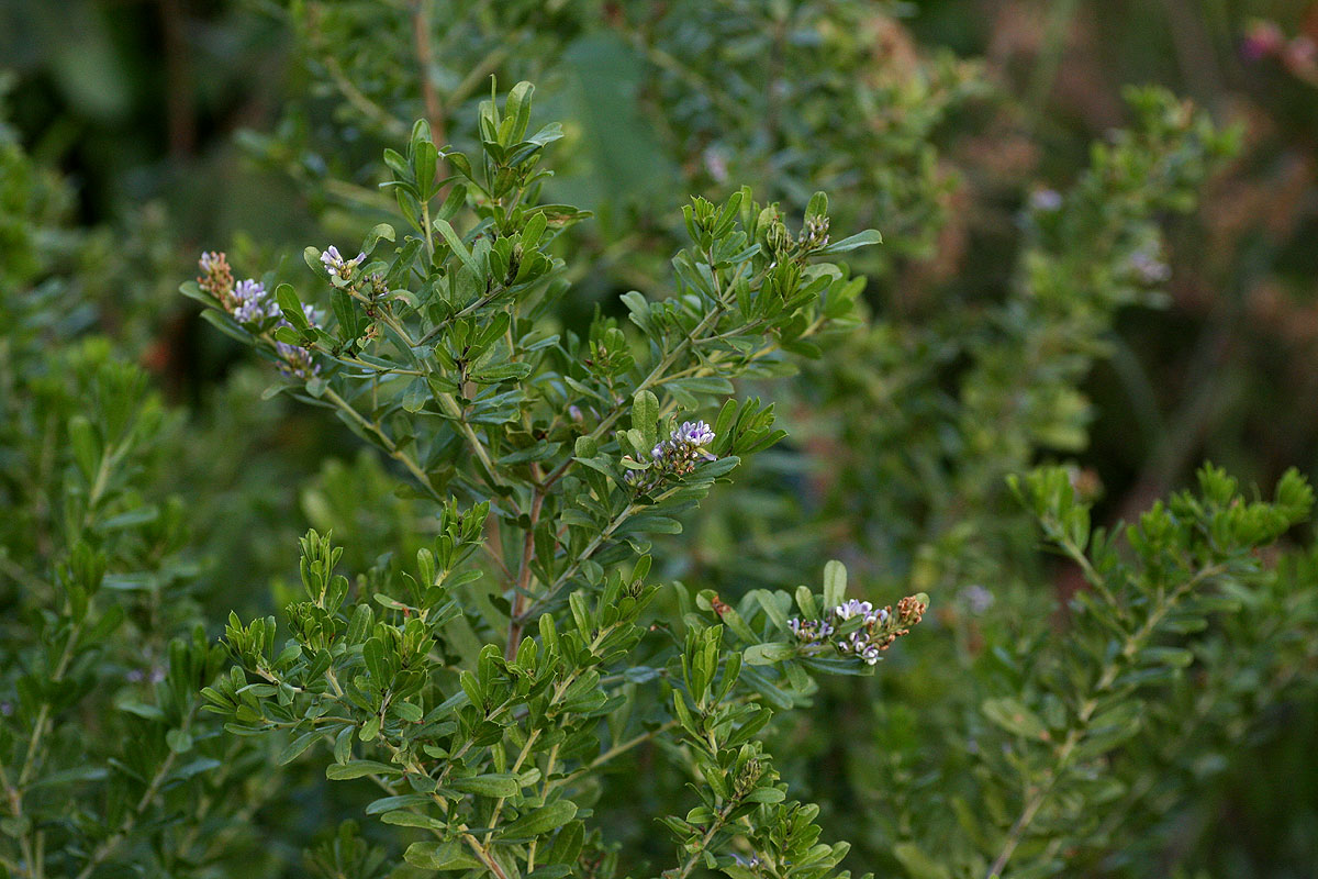 Otholobium foliosum subsp. gazense