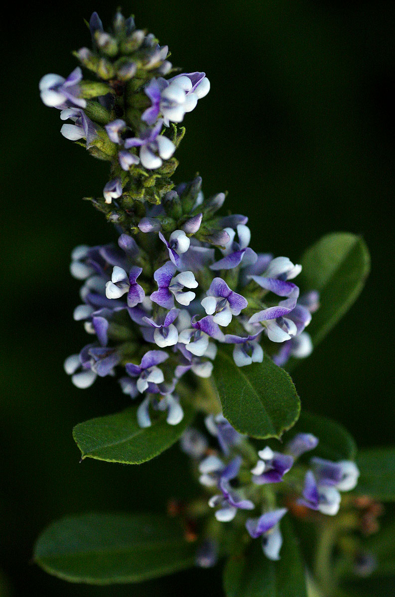 Otholobium foliosum subsp. gazense