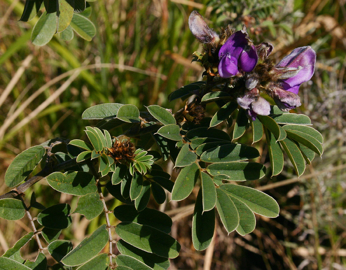 Tephrosia aequilata